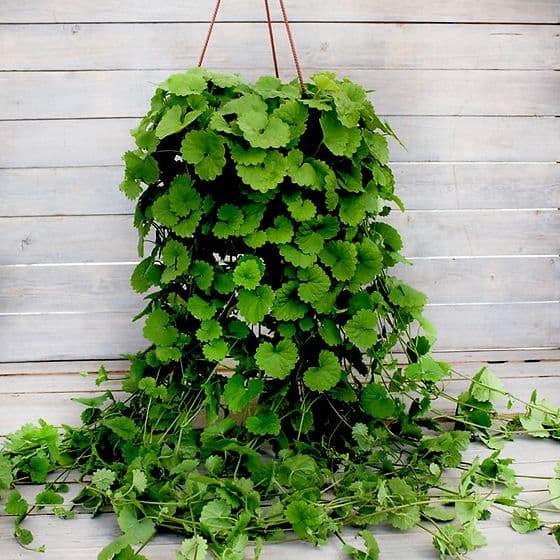 Будра зелёная — фото 1