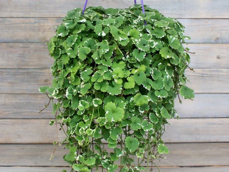 Будра зелёная — фото 2