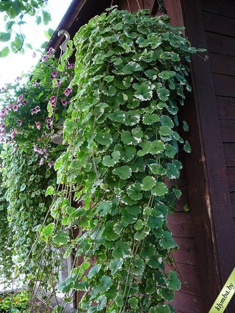 Будра зелёная — фото 3