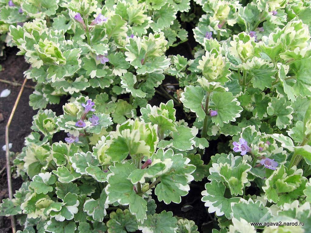 Будра пёстрая — фото 1