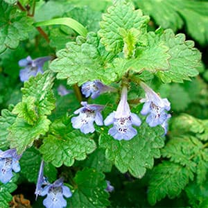 Будра пёстрая — фото 2