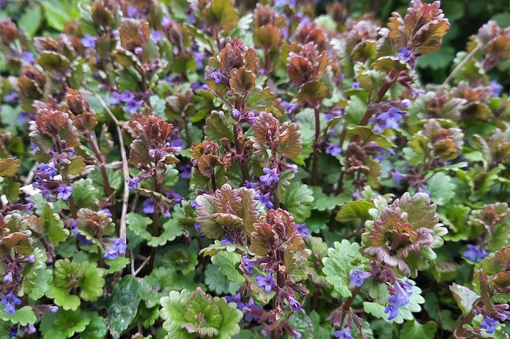 Будра пёстрая — фото 3