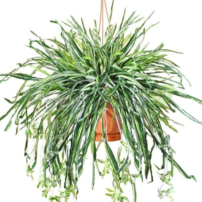 Зелёные ампельные — фото 2