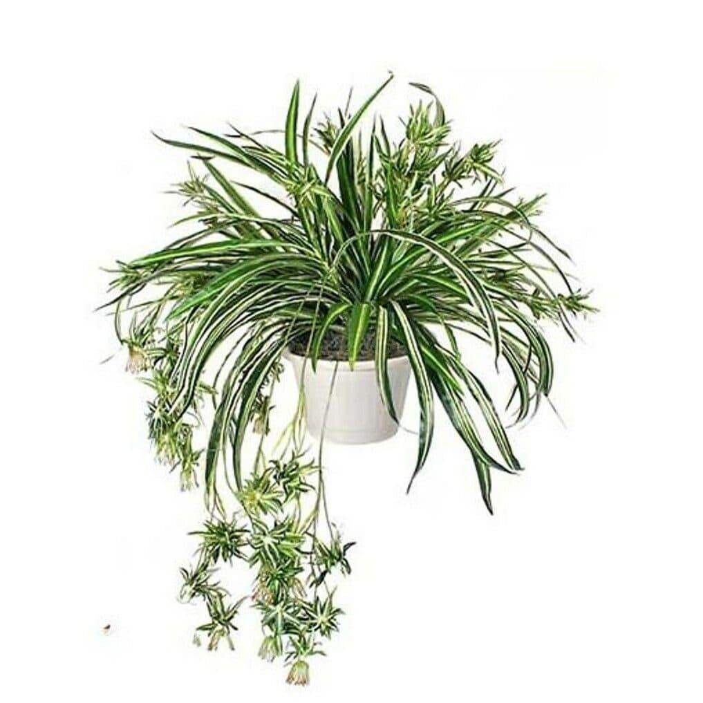 Хлорофитум — фото 2