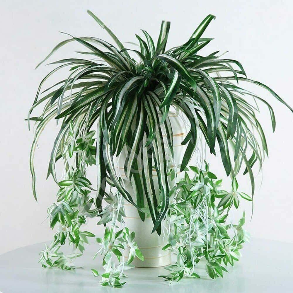 Хлорофитум — фото 3