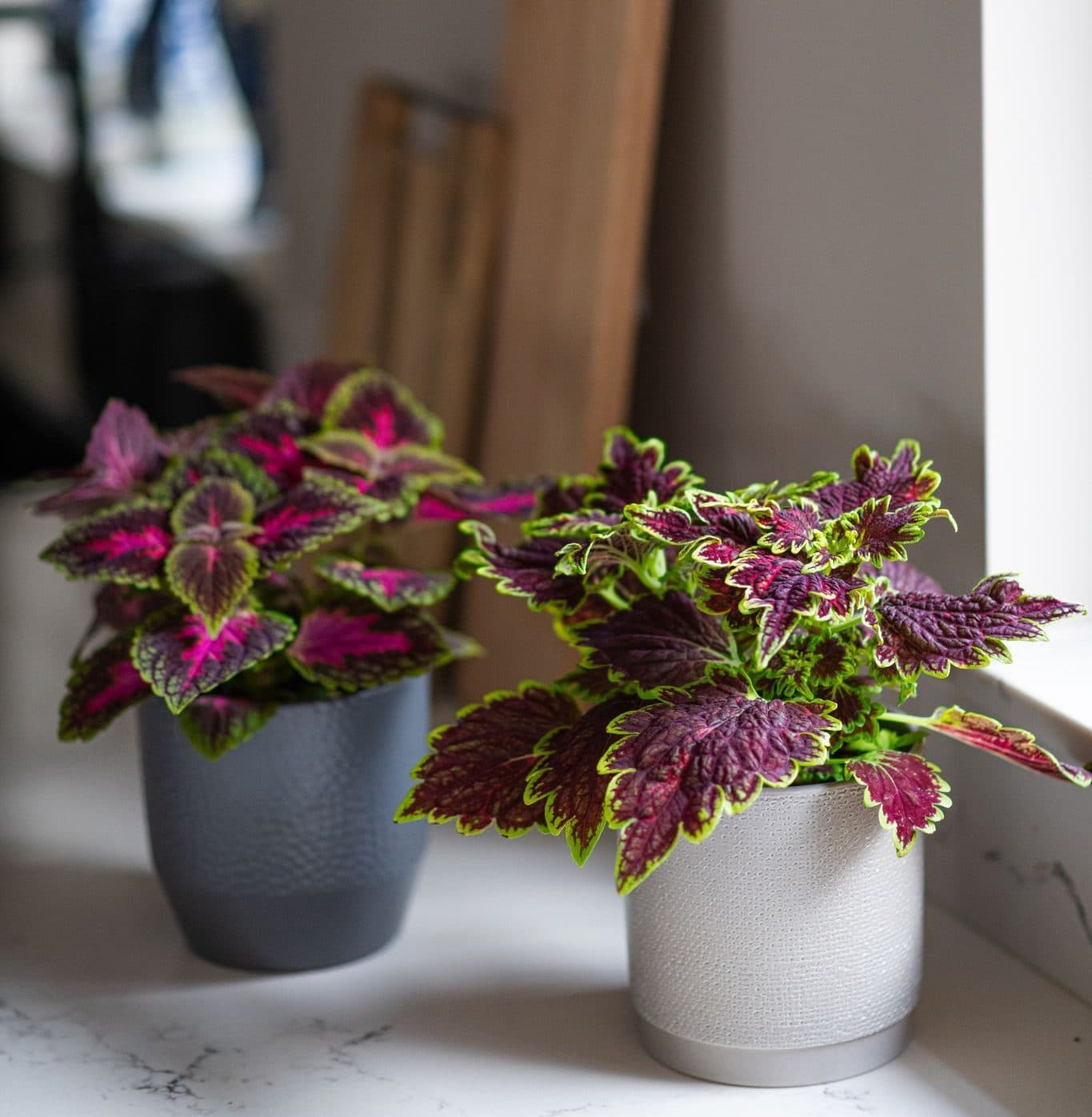 Колеус — фото 2