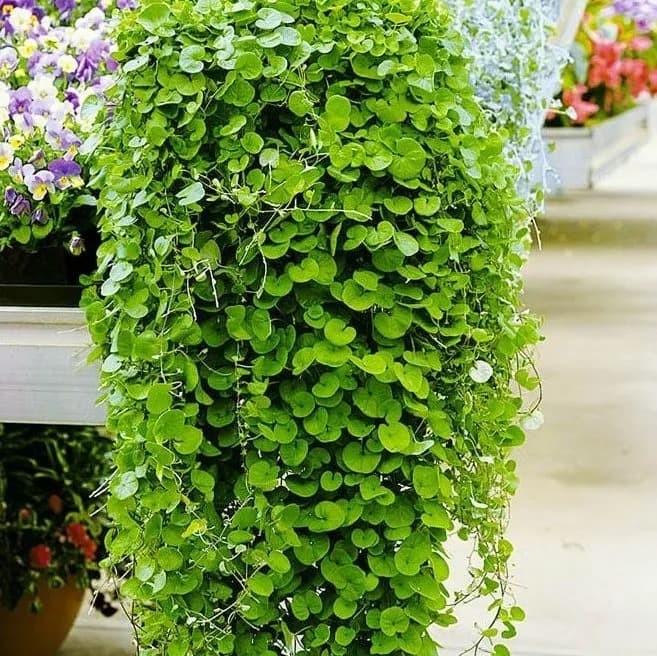 Дихондра зелёная — фото 2