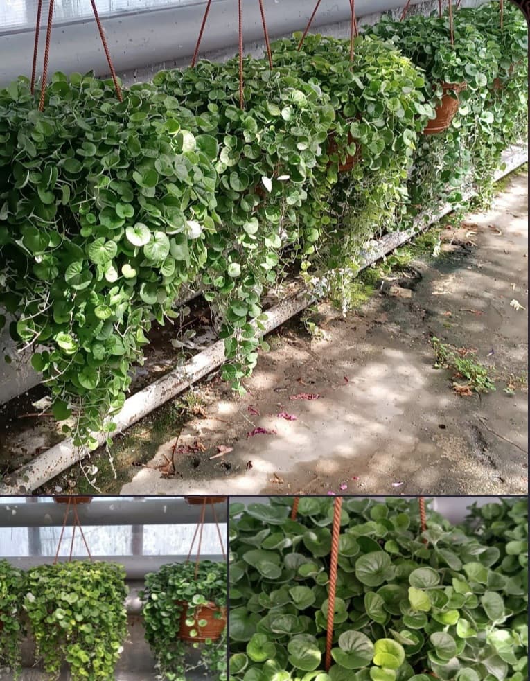 Дихондра зелёная — фото 3