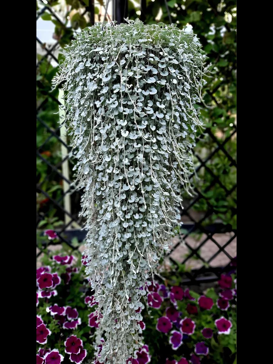 Дихондра серебристая — фото 3