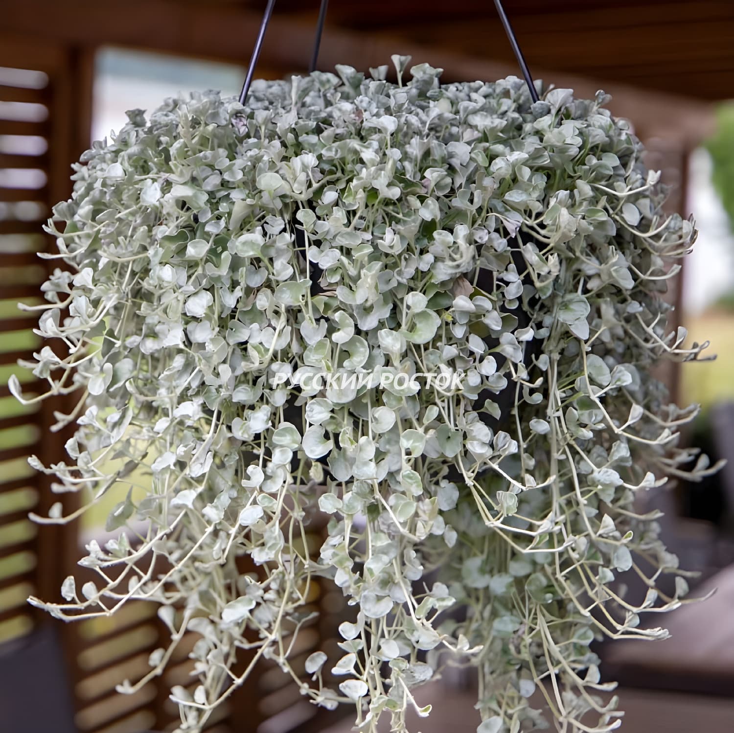 Дихондра серебристая — фото 4