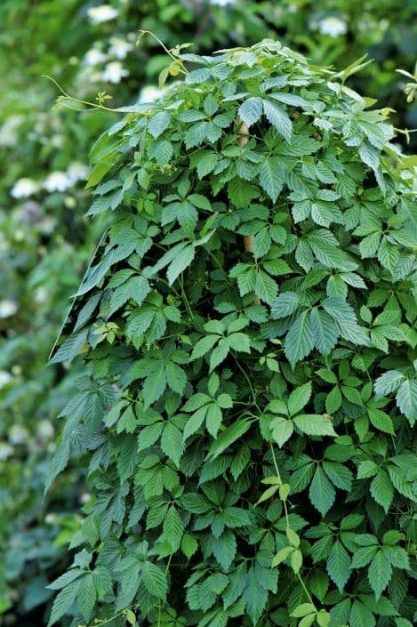 Гиностемма пятилистная — фото 2