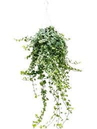 Плющ (хедера) — фото 2