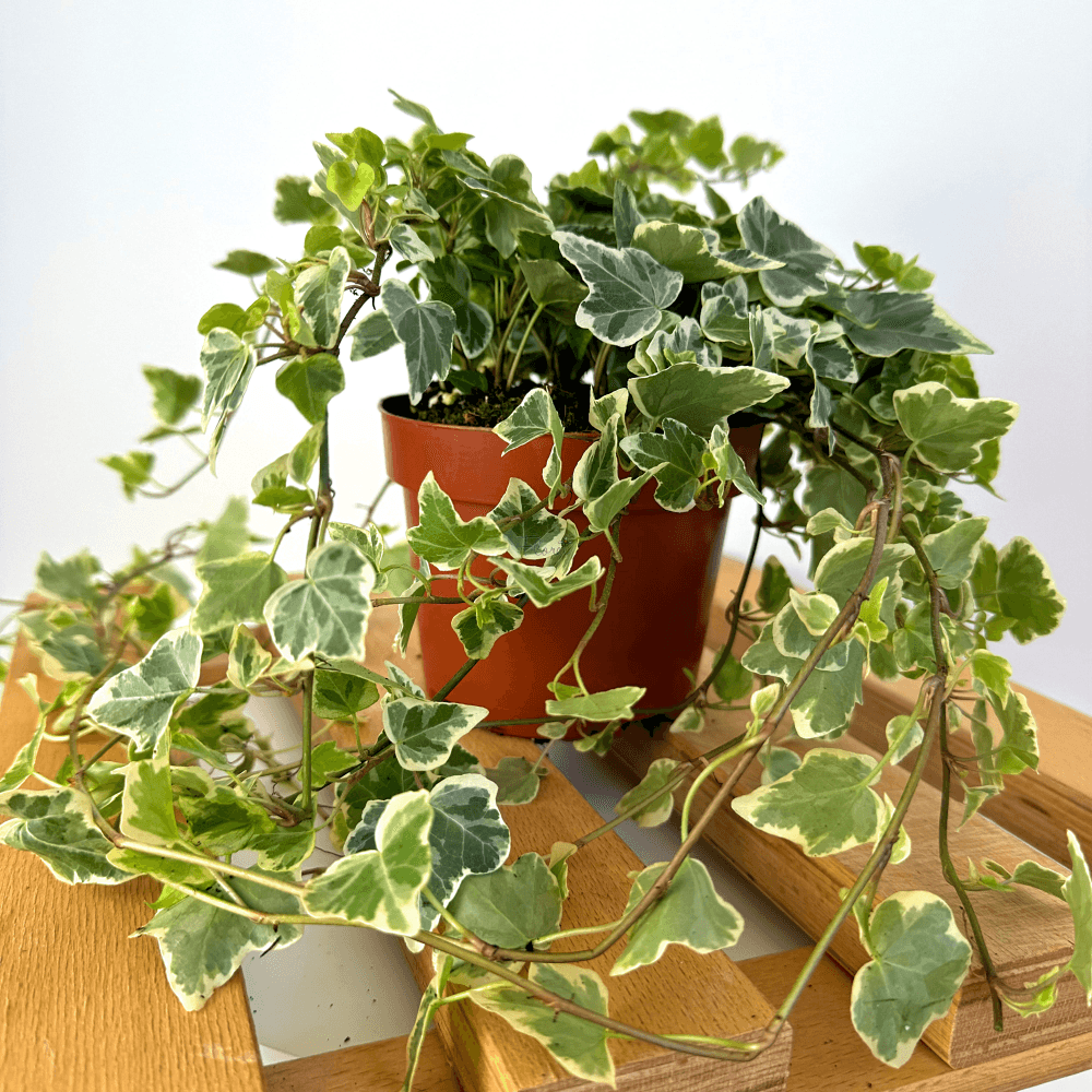 Плющ (хедера) — фото 4