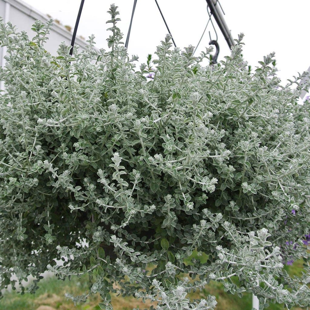 Гелихризум мелколистный — фото 1