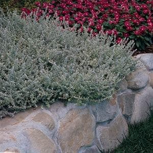 Гелихризум мелколистный — фото 2