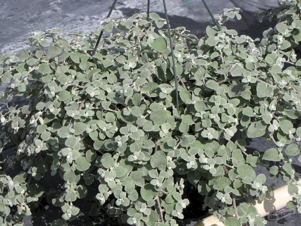 Гелихризум черешчатый — фото 1