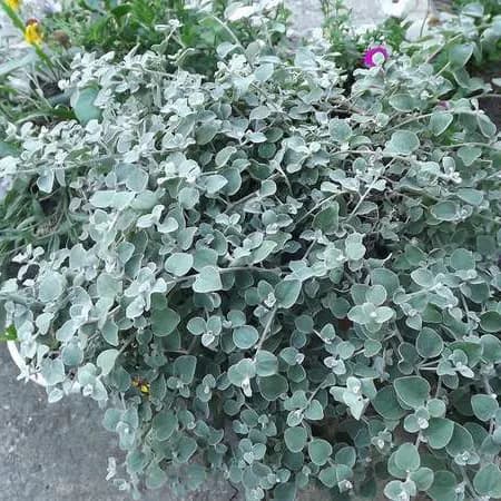 Гелихризум черешчатый — фото 2