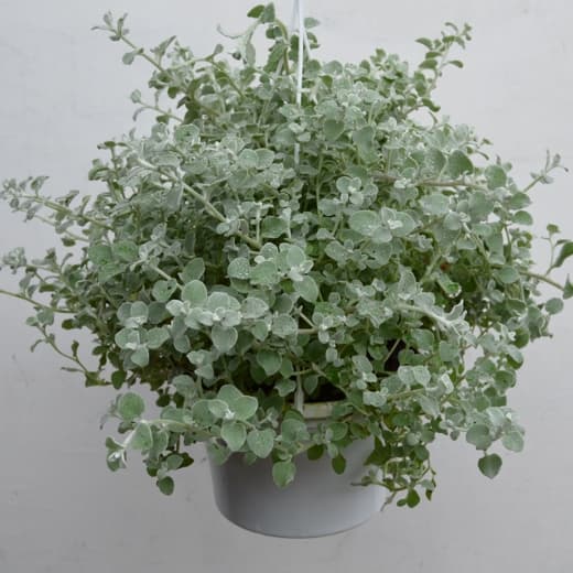 Гелихризум черешчатый — фото 3