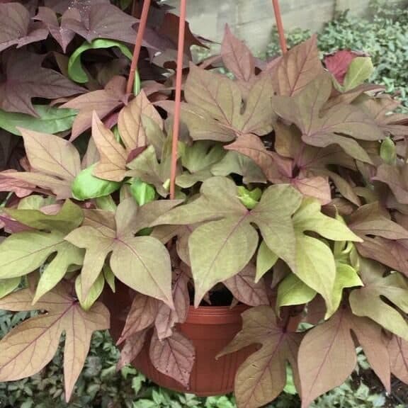 Ипомея зелёная — фото 1