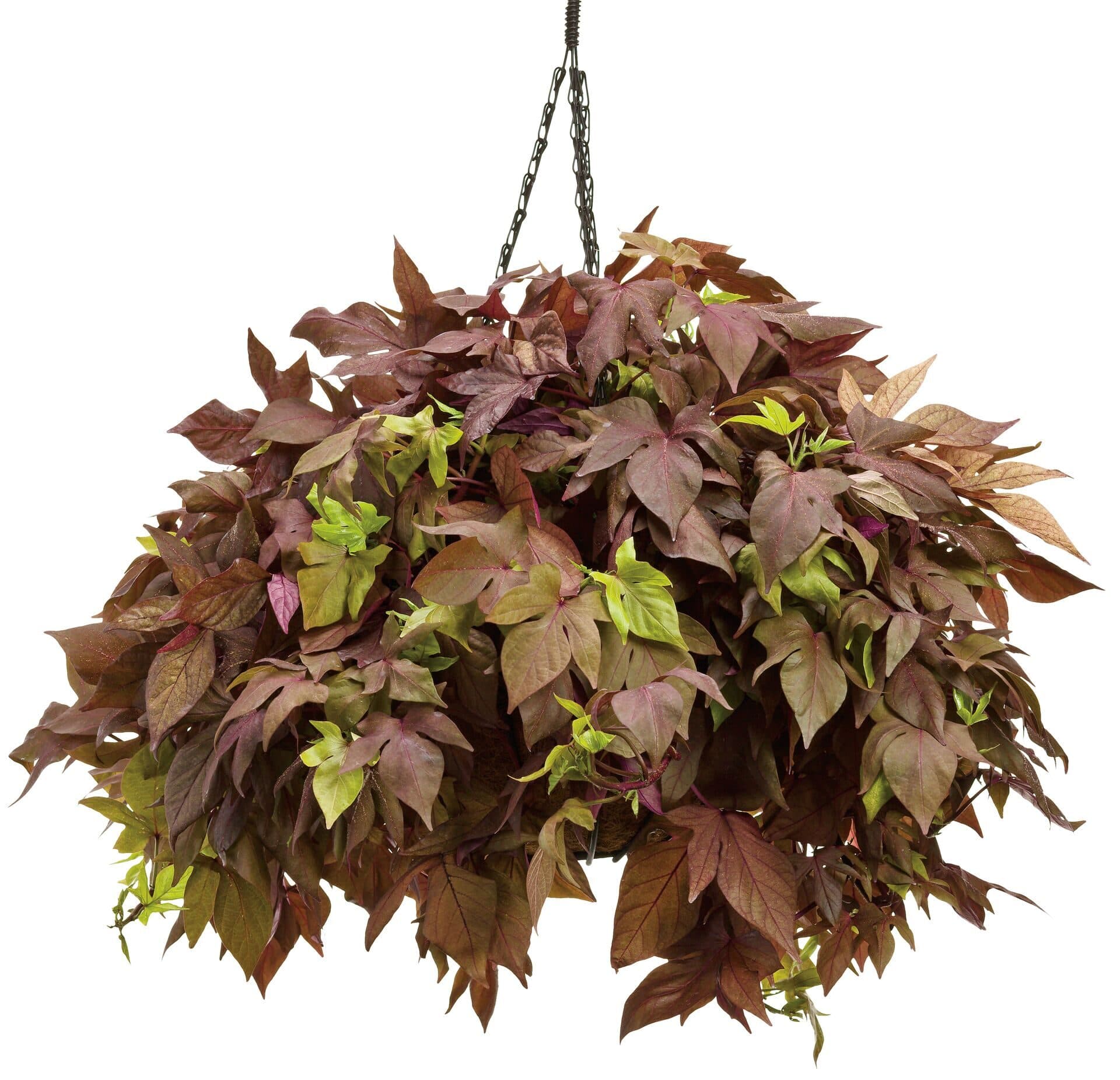 Ипомея зелёная — фото 2