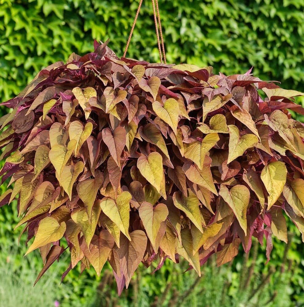 Ипомея зелёная — фото 3