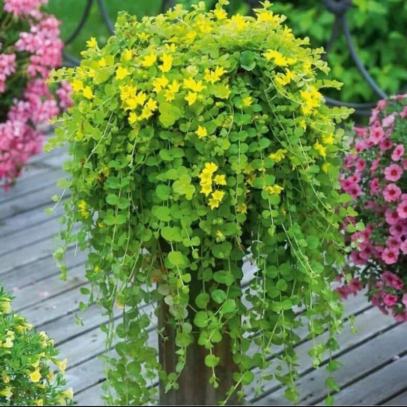 Лизимахия — фото 1