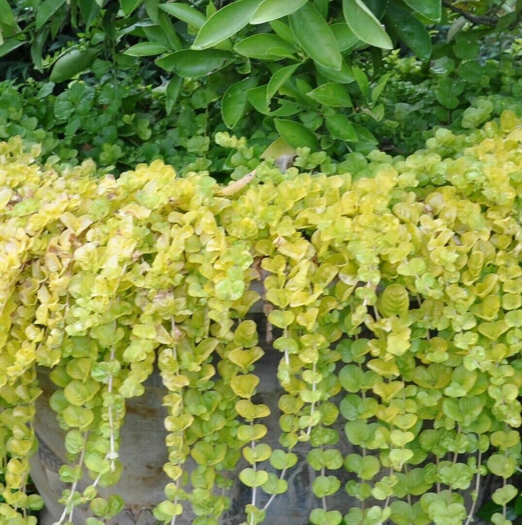 Лизимахия — фото 2