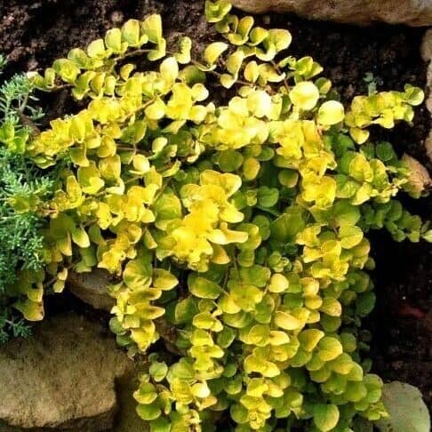 Лизимахия — фото 3