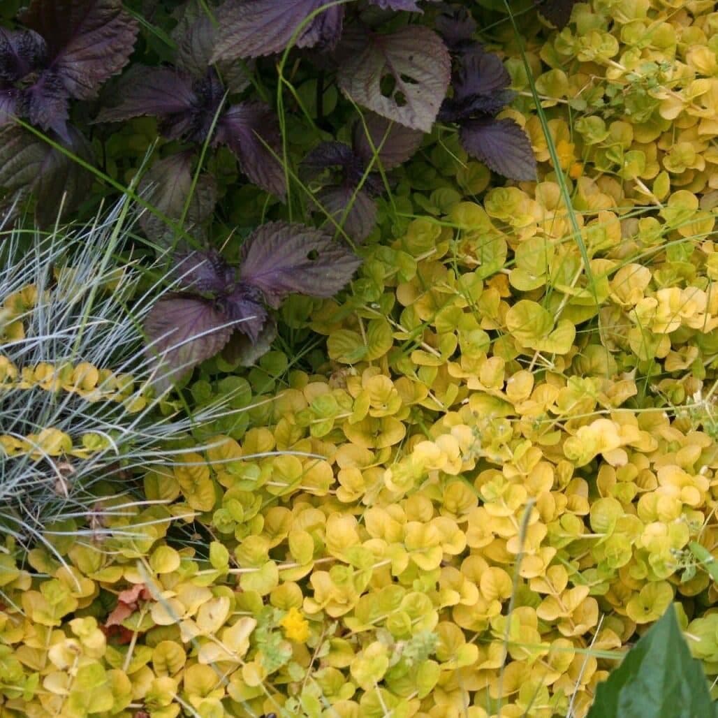 Лизимахия — фото 5