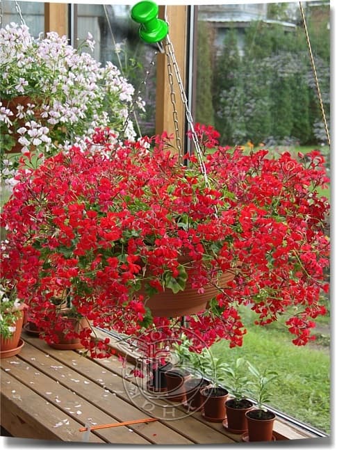 Пеларгония плющелистная — фото 1