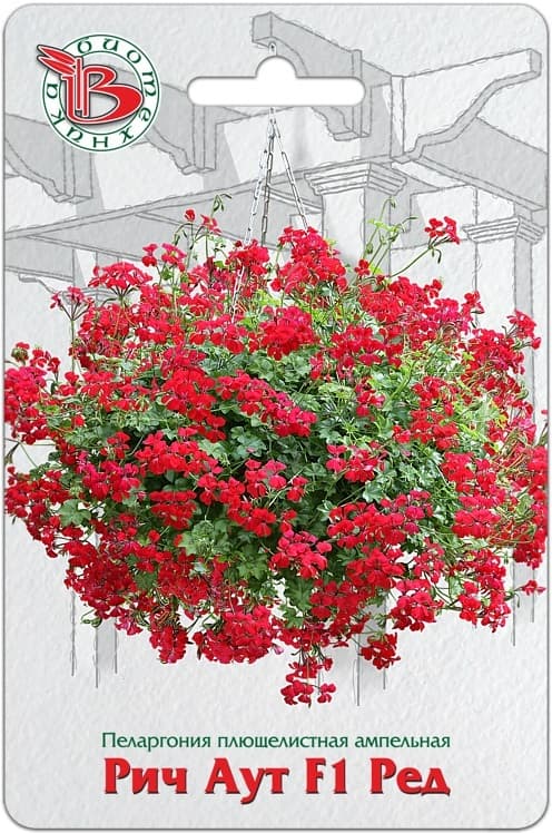 Пеларгония плющелистная — фото 2