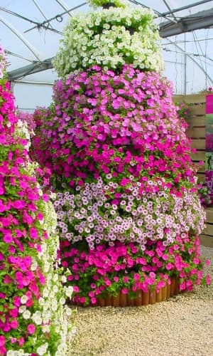 Петунии — фото 3