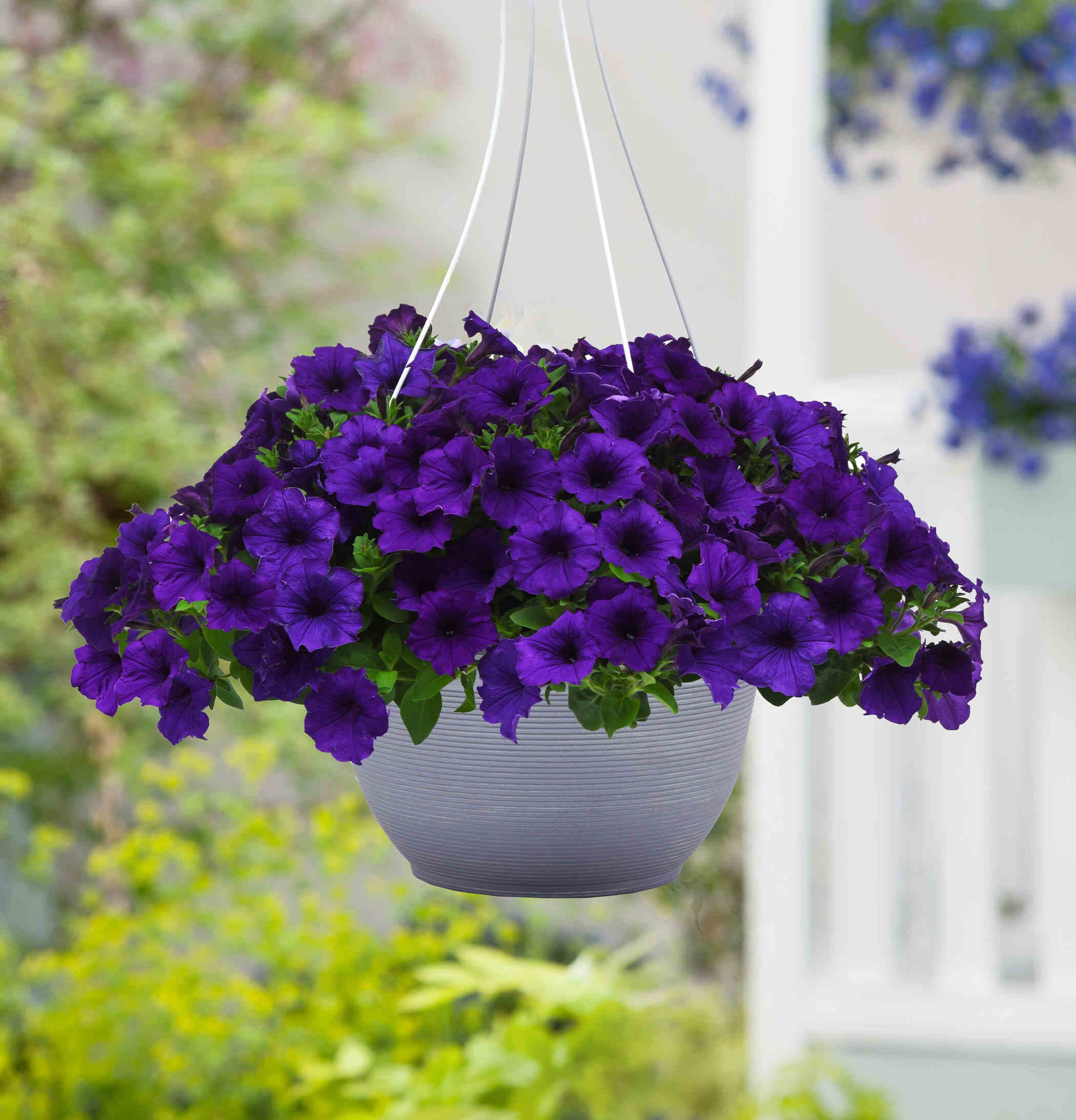 Петунии — фото 5