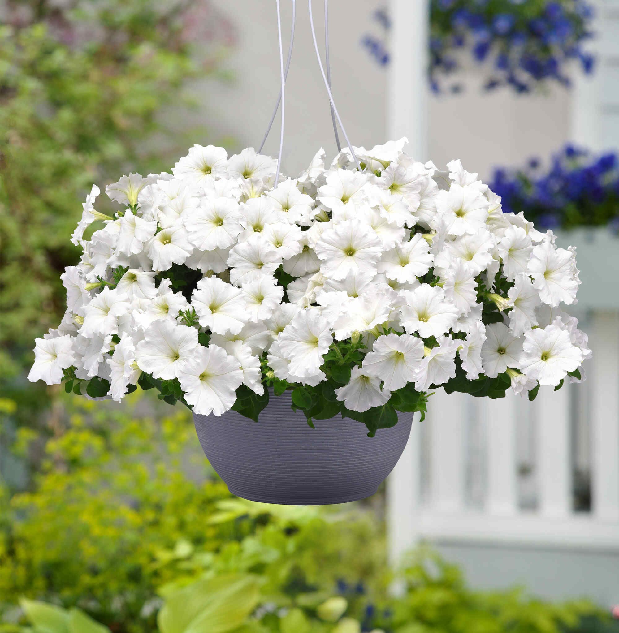 Петунии — фото 6