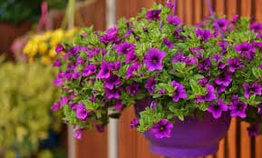 Петунии — фото 8