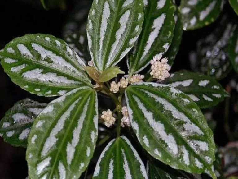 Пилея дипресса — фото 1