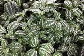 Пилея дипресса — фото 3