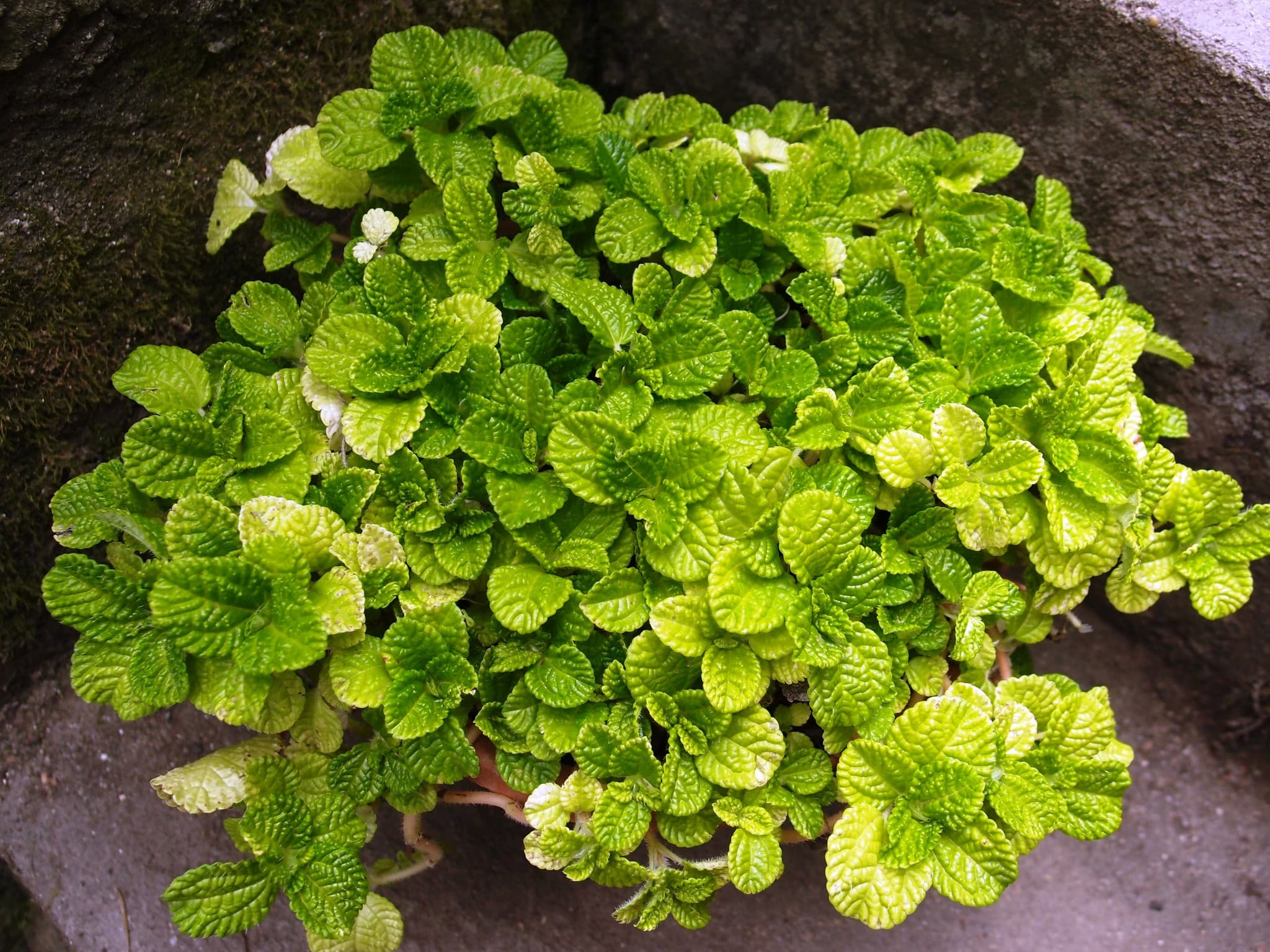 Пилея монетолистная — фото 1