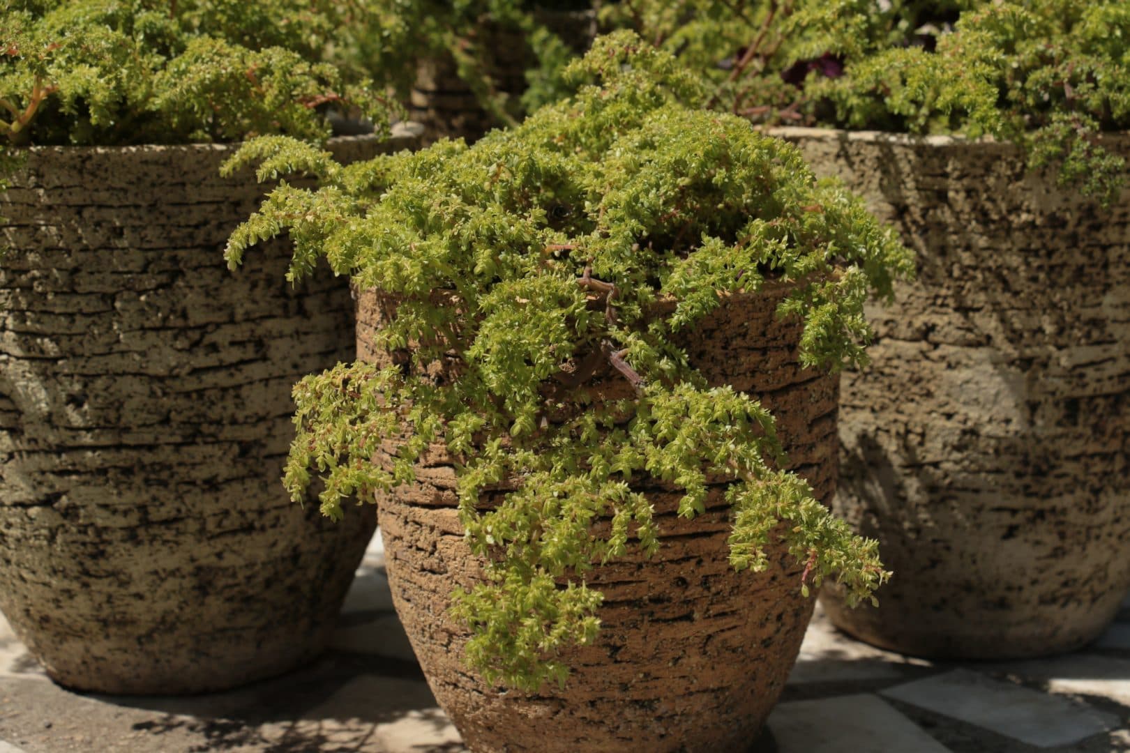 Пилея мелколистная — фото 2