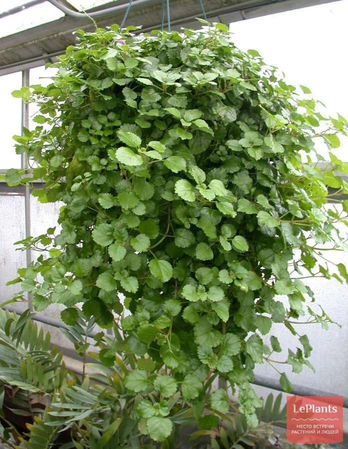 Плектрантус ароматный — фото 2