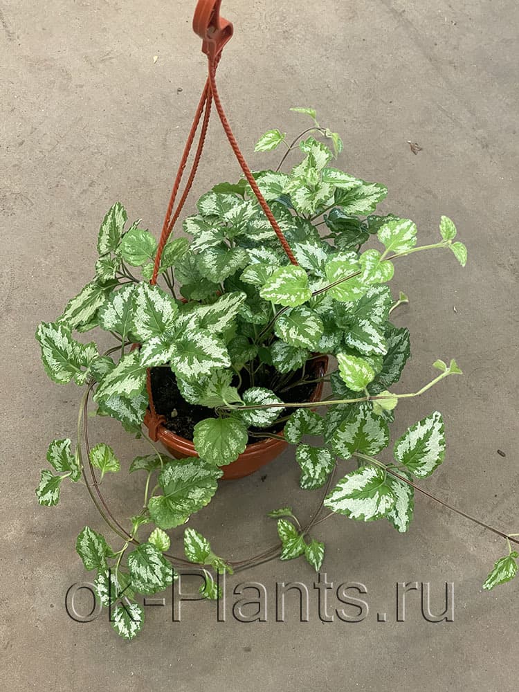 Плектрантус колеусовидный — фото 1