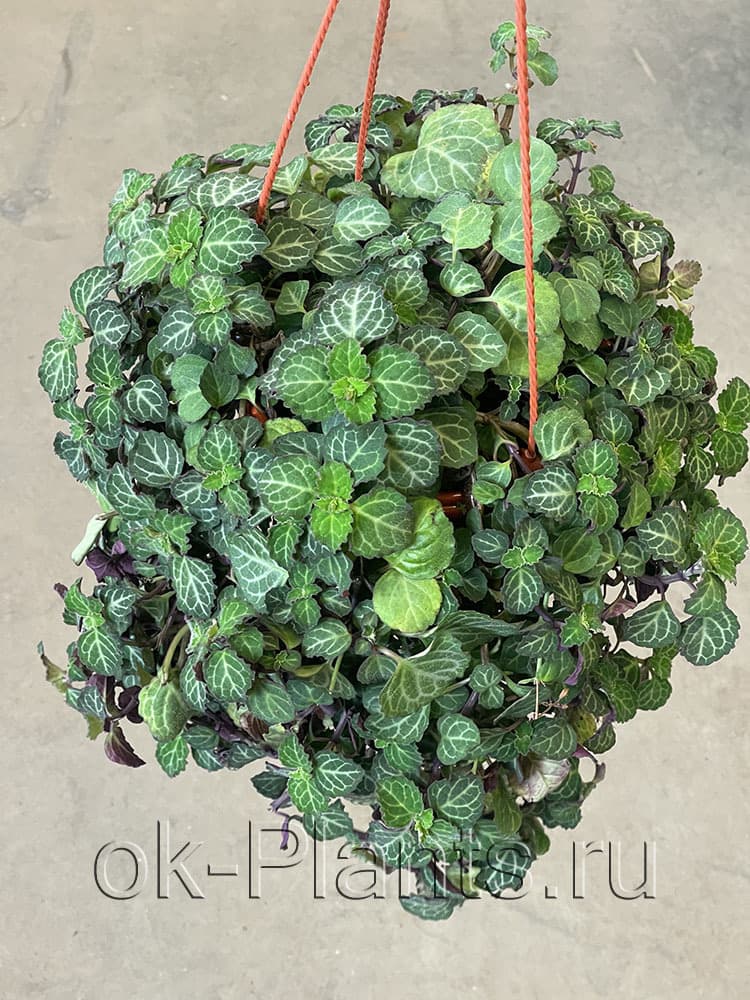 Плектрантус Эртендаля — фото 1