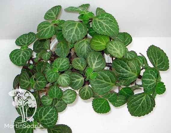 Плектрантус Эртендаля — фото 2