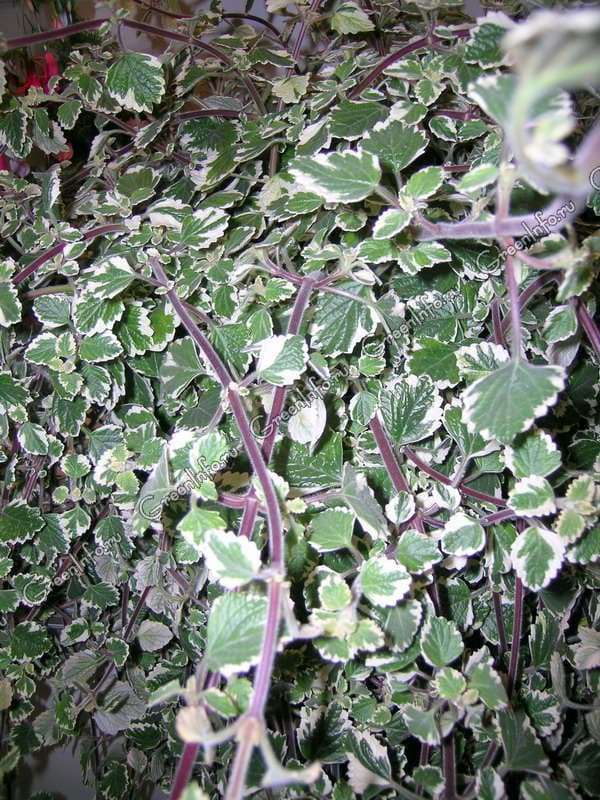 Плектрантус Эртендаля — фото 3