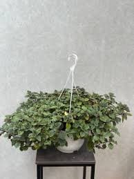 Плектрантус реснитчатый зелёный — фото 2