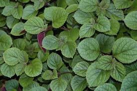 Плектрантус реснитчатый зелёный — фото 3