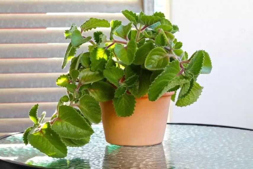 Плектрантус реснитчатый жёлто-зелёный — фото 1