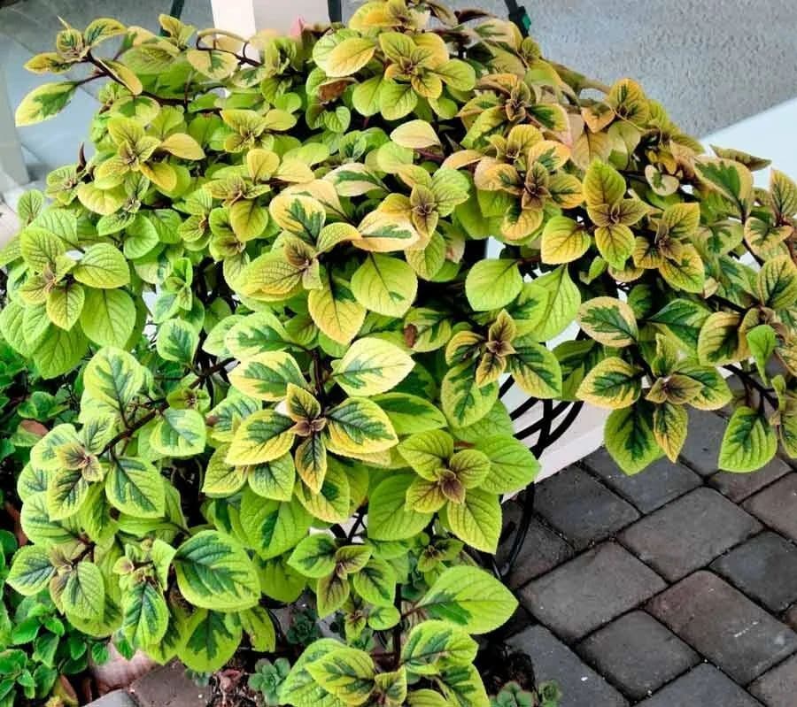 Плектрантус реснитчатый жёлто-зелёный — фото 2