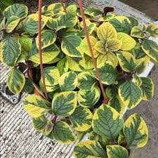 Плектрантус реснитчатый жёлто-зелёный — фото 3