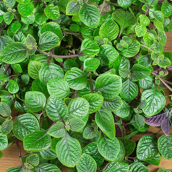 Плектрантус краснеющий — фото 1